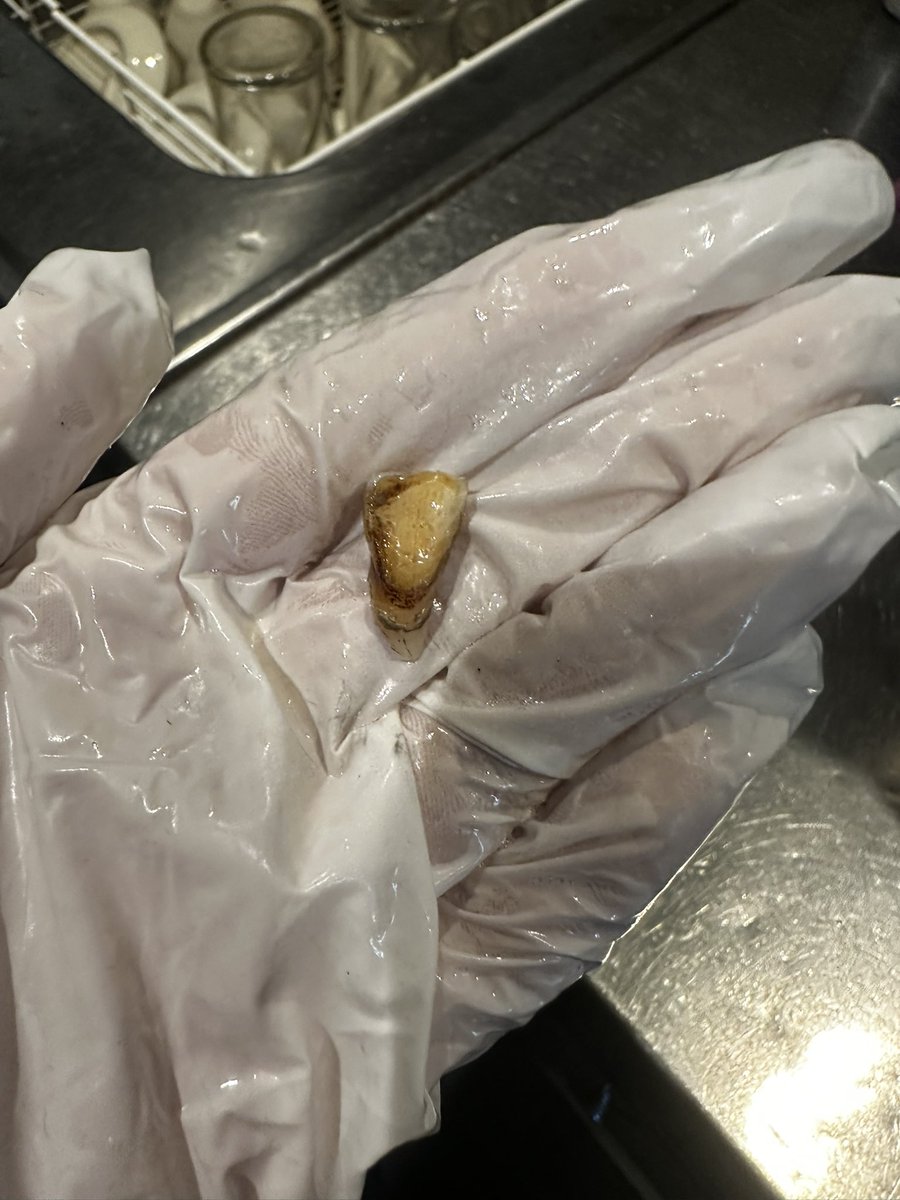 Fede Kovač tweet media