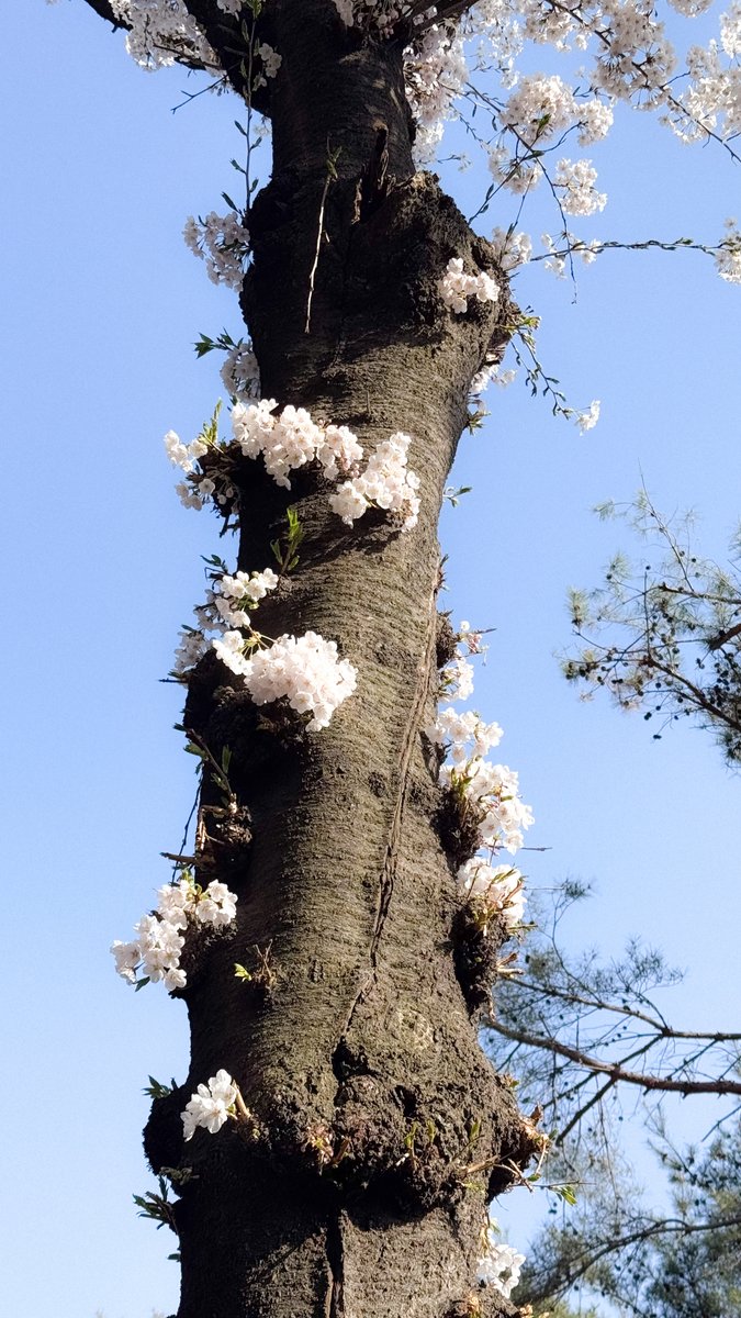 녹색광선 tweet media