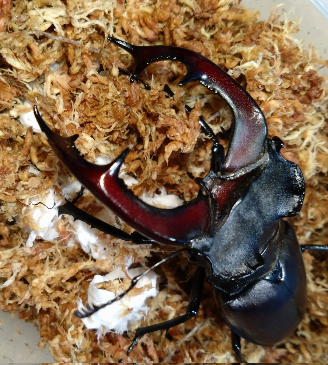 samayasu tweet media