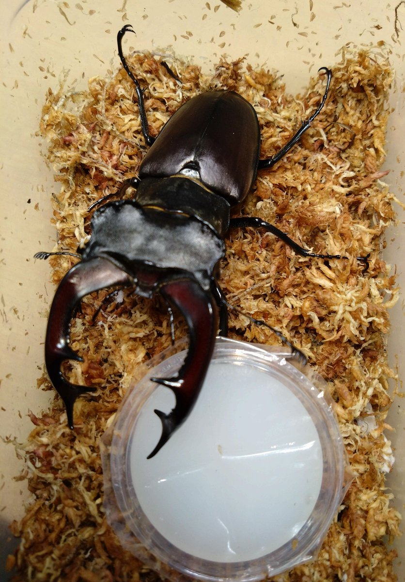 samayasu tweet media