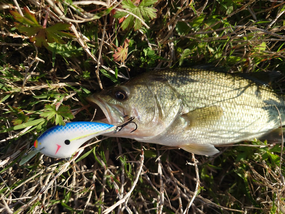 SOU (STAR GEAR) tweet media