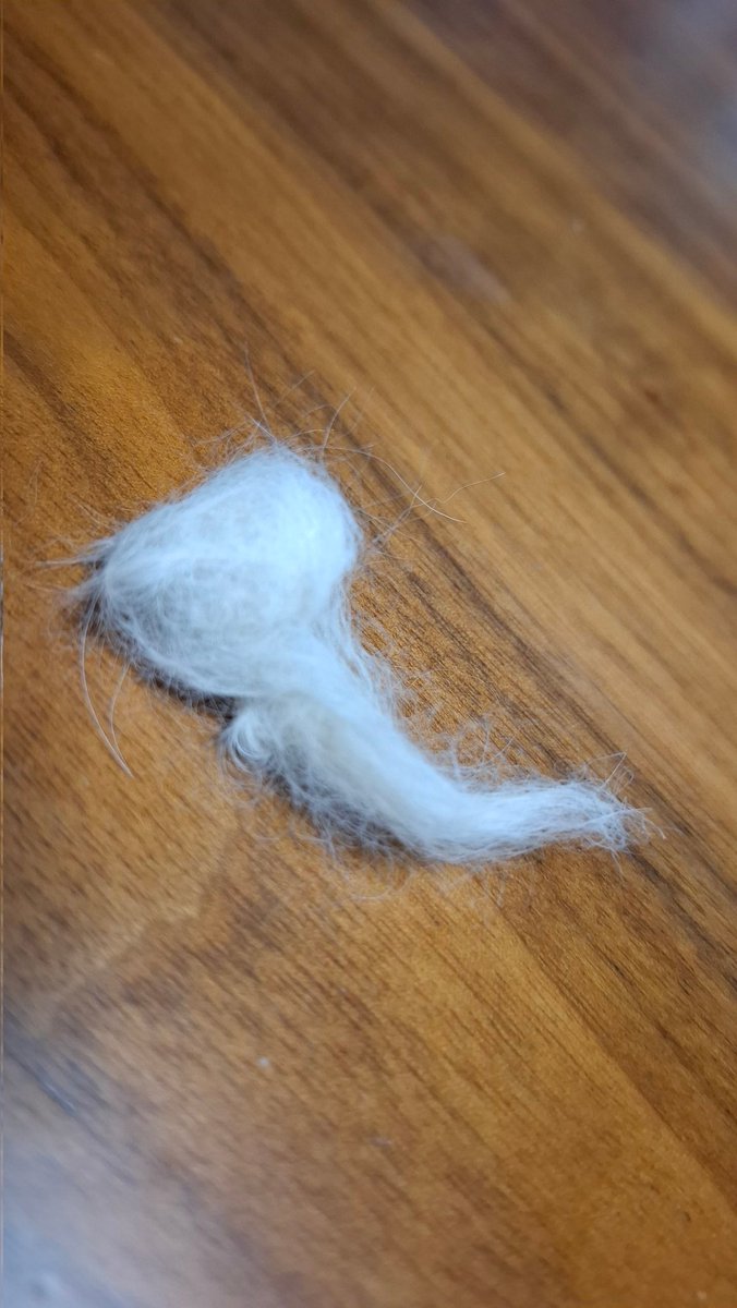 あたちの毛玉オバケ👻