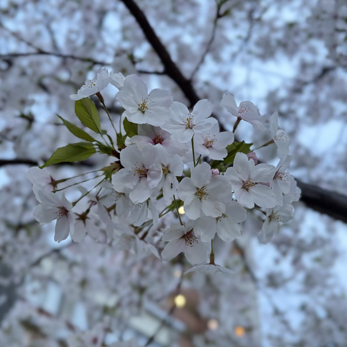 la_mer2002's tweet photo. 落花もきれい…🌸🍃 https://t.co/9ljUvEHdVr