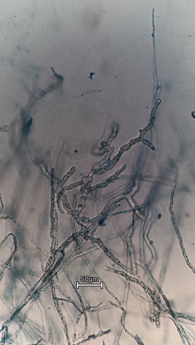 道草獣医 tweet media