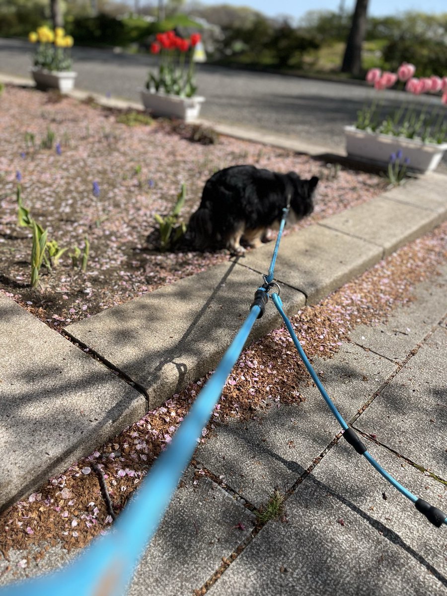 いたる tweet media