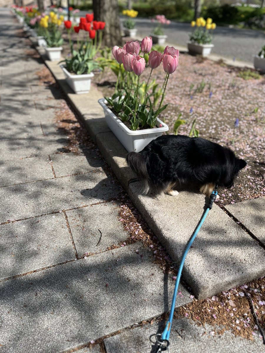 いたる tweet media