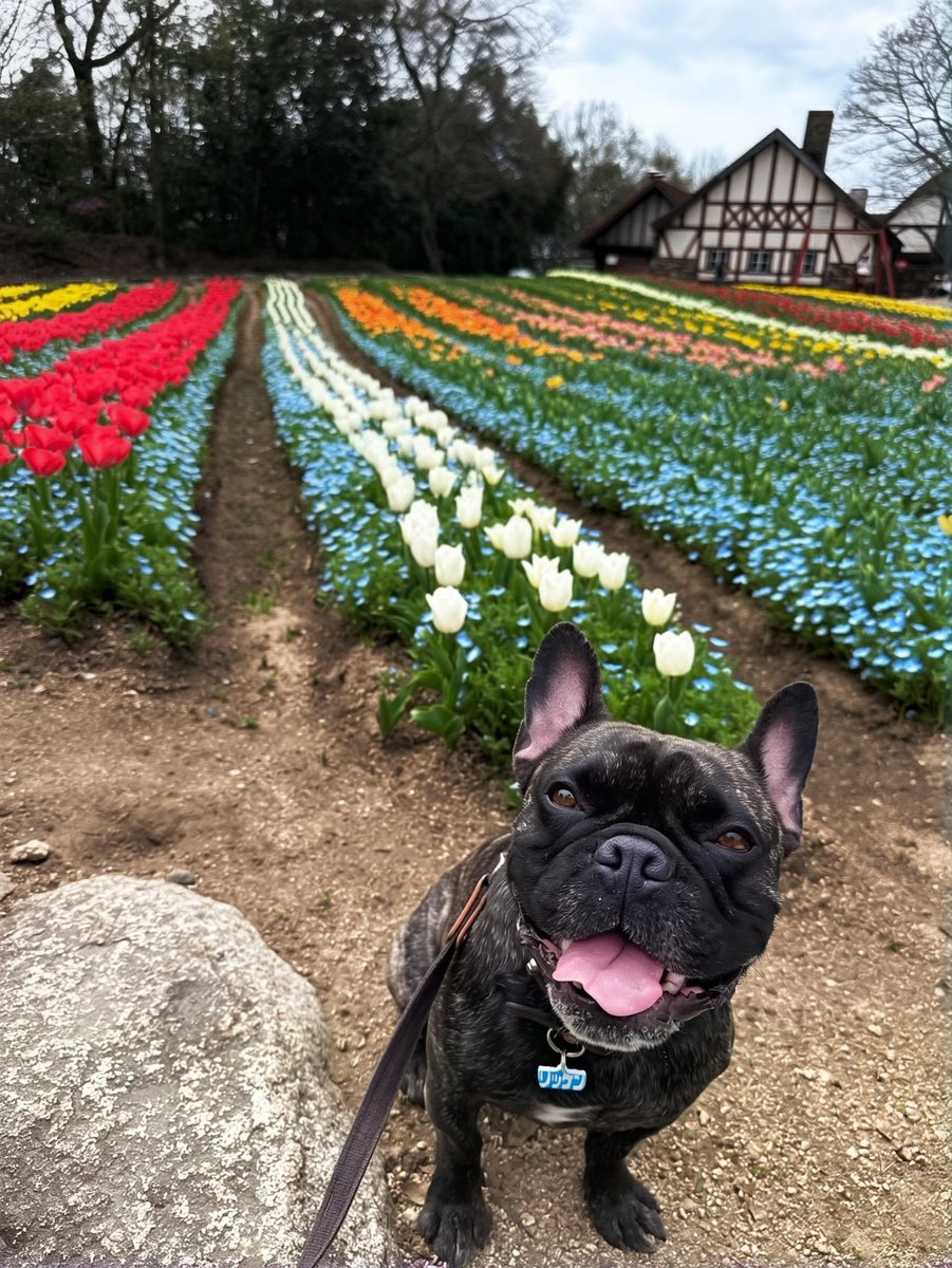 エスエス tweet media