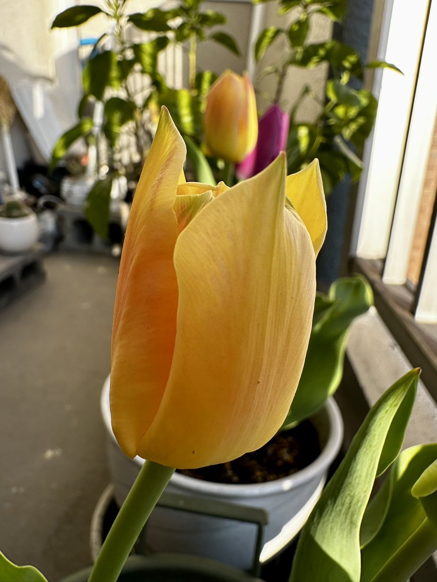 エスエス tweet media