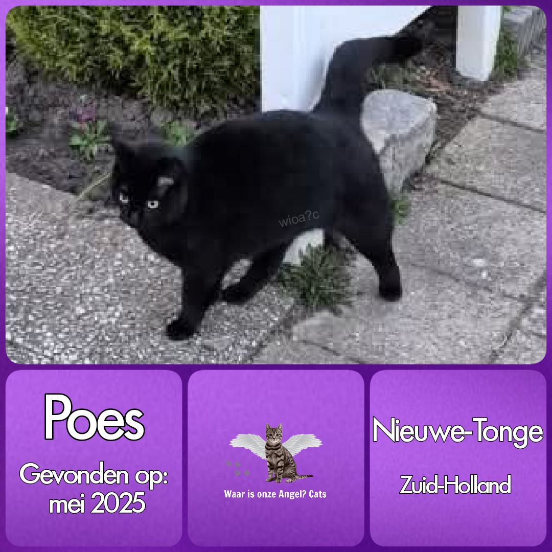 waarisonzeangel? tweet media