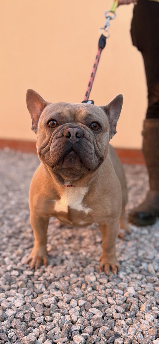 Animal Adoptions UK 🐕‍🦺🐈🐎❤️ tweet media