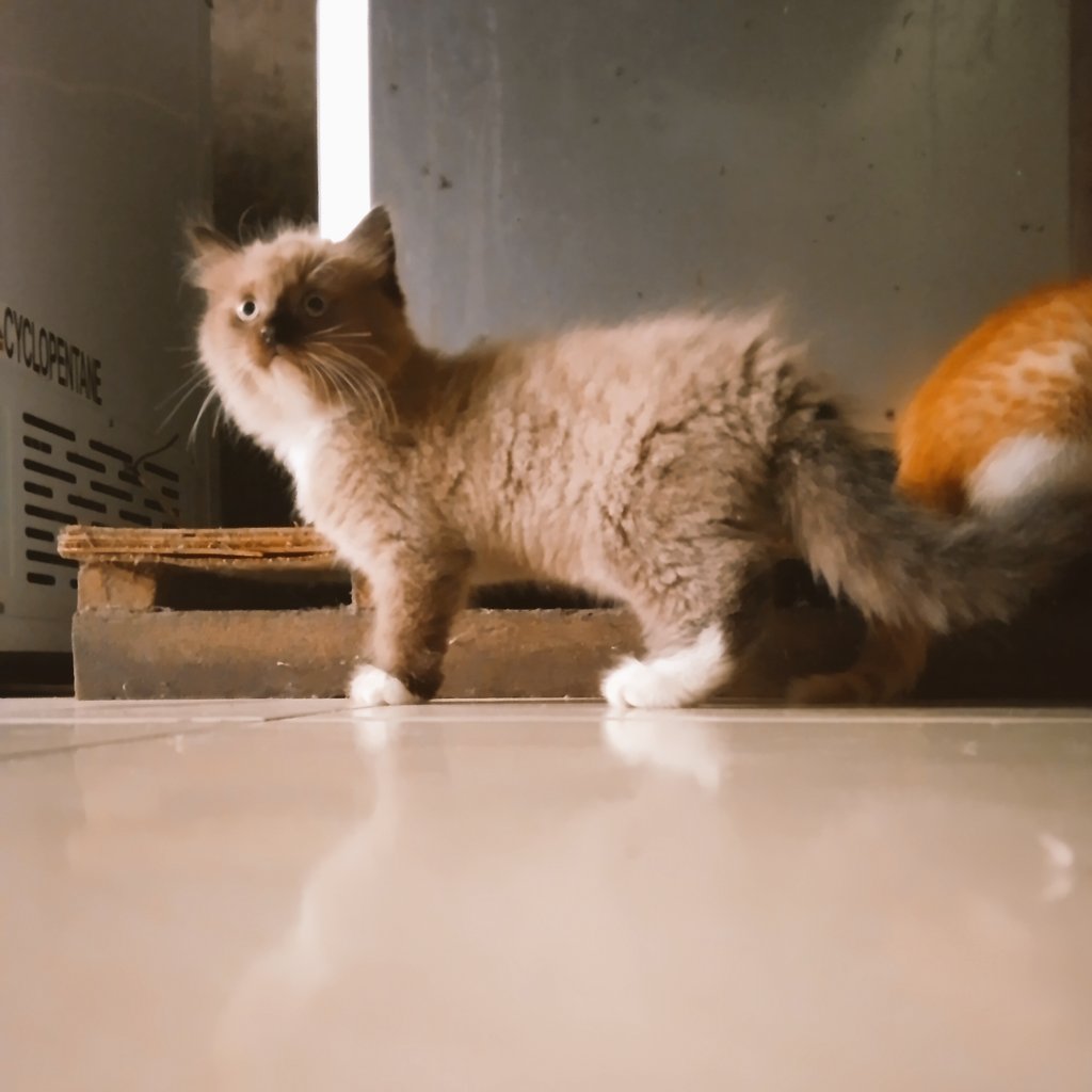 Kaemimumet's tweet photo. Kucing https://t.co/eIMIlIolC8