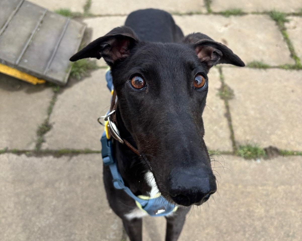 DogsTrust West Calder (Edinburgh) and Dundee tweet media