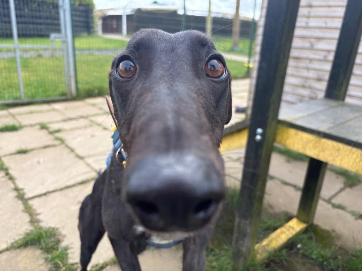 DogsTrust West Calder (Edinburgh) and Dundee tweet media