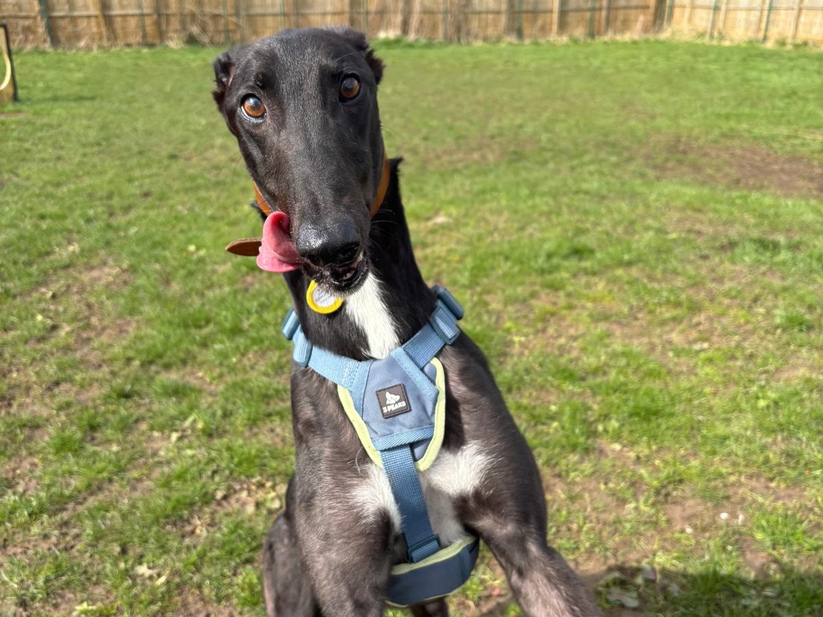 DogsTrust West Calder (Edinburgh) and Dundee tweet media