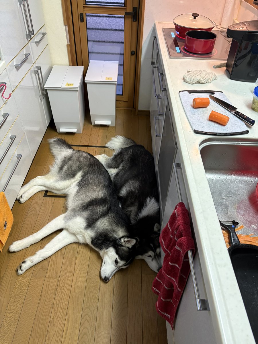 はい！
今日も安定の邪魔さ加減です💢
ちょうど作業してる下に居座るんだから困ったモノです😓
#シベリアンハスキー