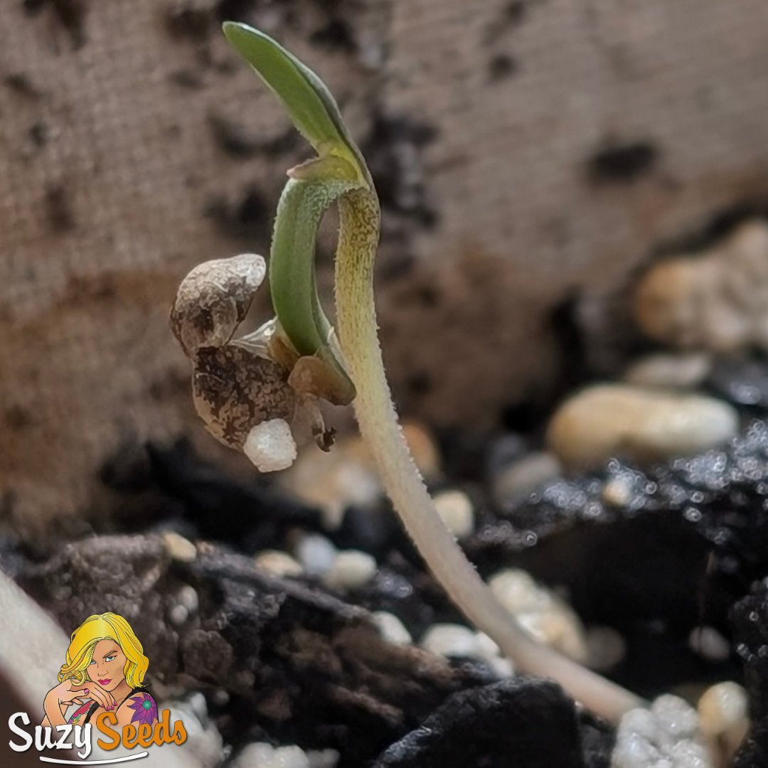 SuzySeeds tweet media