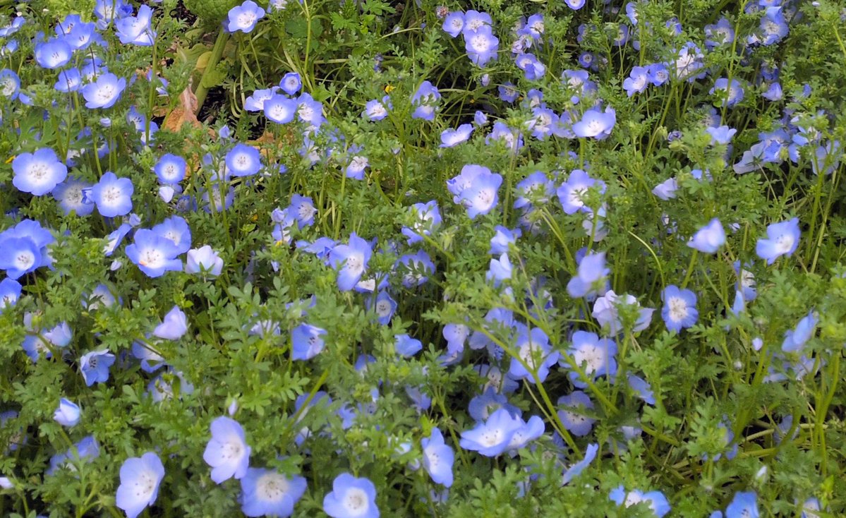 ちくわ　Chikuwa tweet media