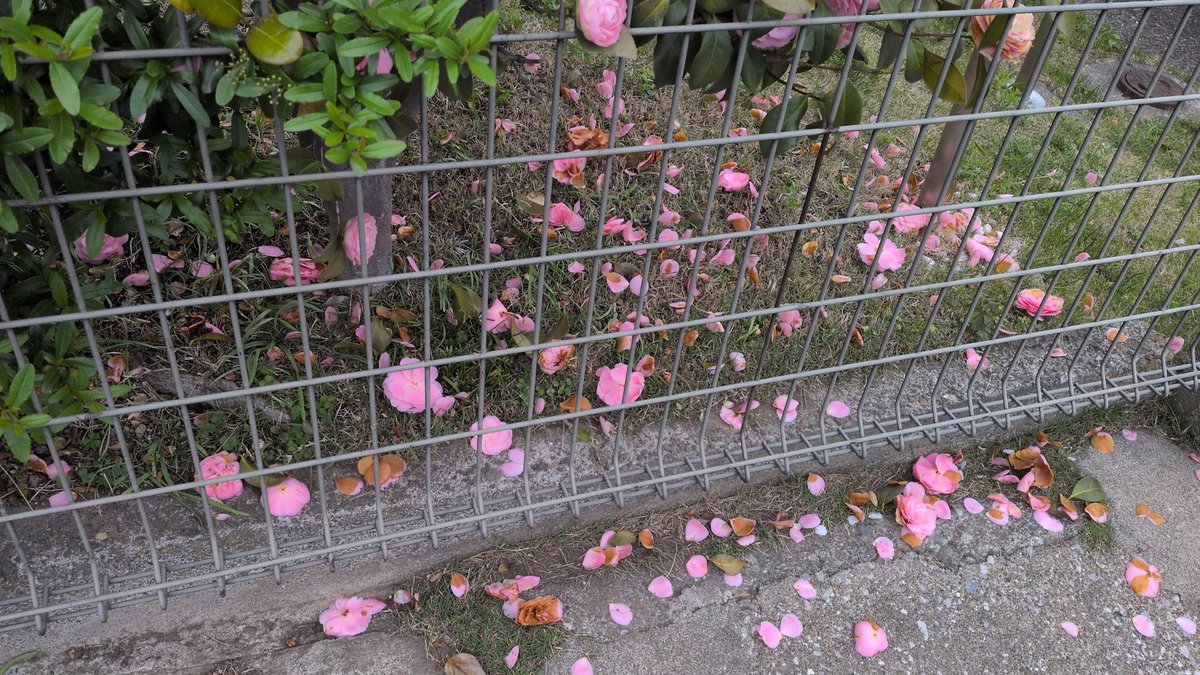 ちくわ　Chikuwa tweet media