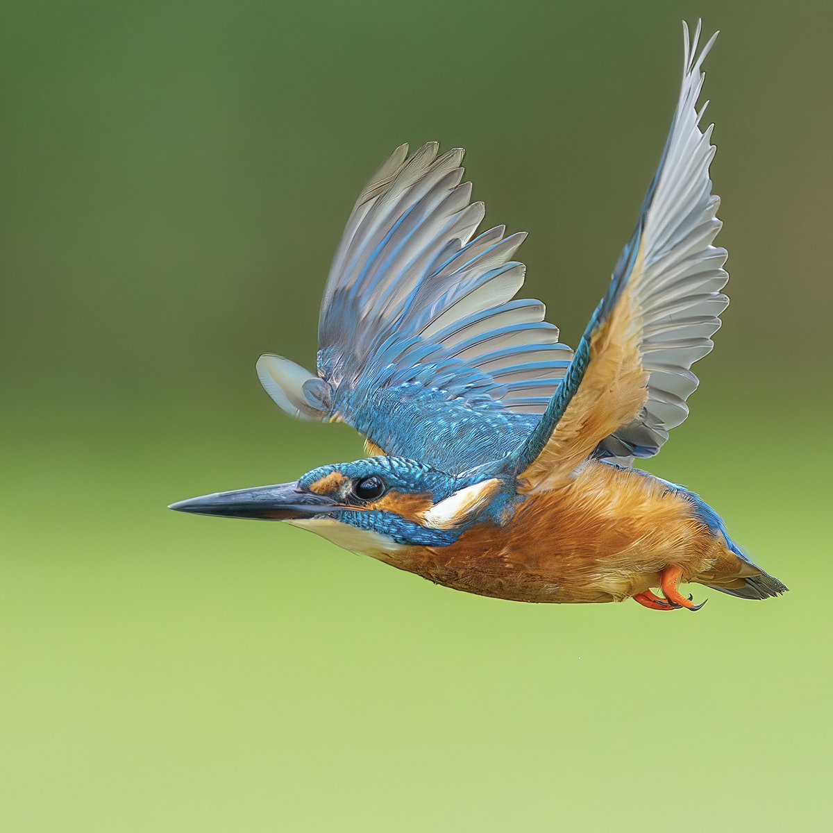 Paul Wright 🇬🇧🇯🇲🇸🇰 tweet media
