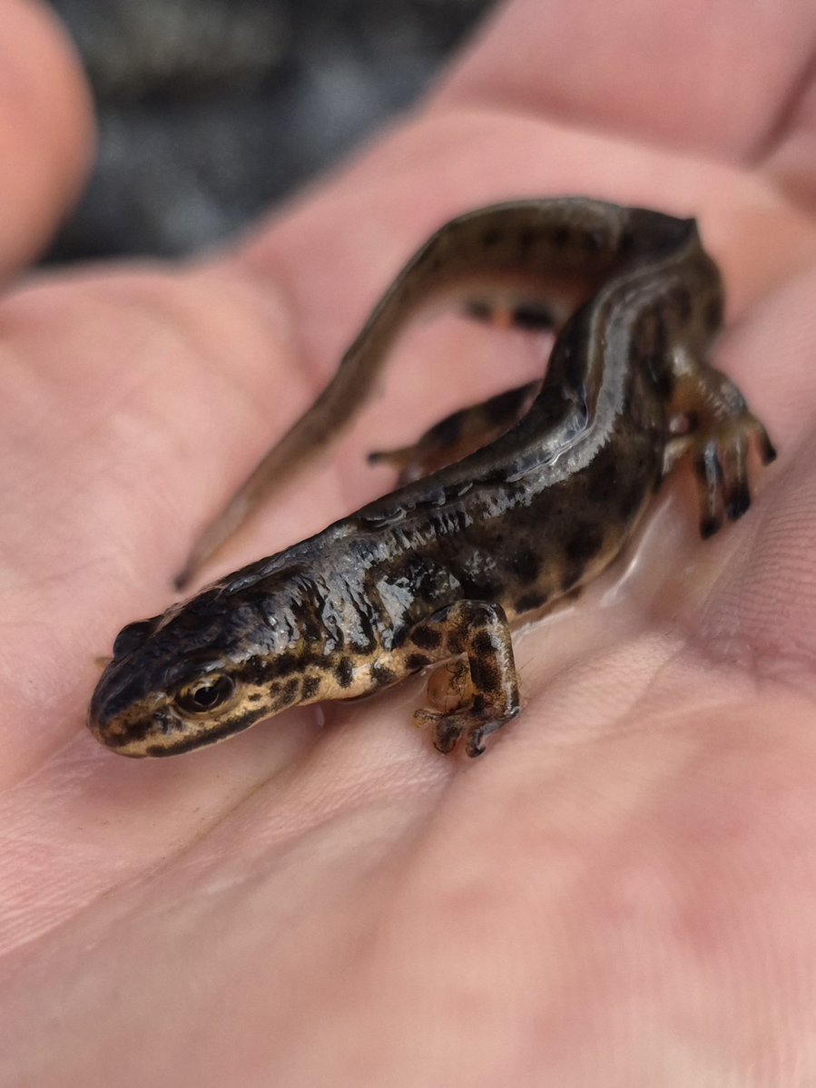 cormac_mcginley's tweet image. Smooth Newt (Lissotriton vulgaris). Ireland's only native Newt species and one of only three native amphibians along with the Common Frog and Natterjack Toad.
County Clare, Ireland.

Cormacscoast.com walking tours