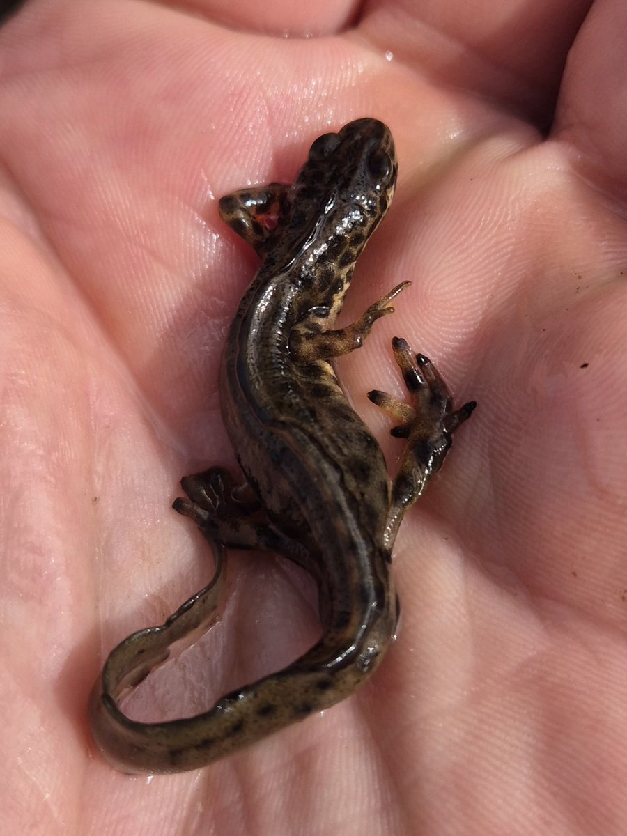 cormac_mcginley's tweet image. Smooth Newt (Lissotriton vulgaris). Ireland's only native Newt species and one of only three native amphibians along with the Common Frog and Natterjack Toad.
County Clare, Ireland.

Cormacscoast.com walking tours