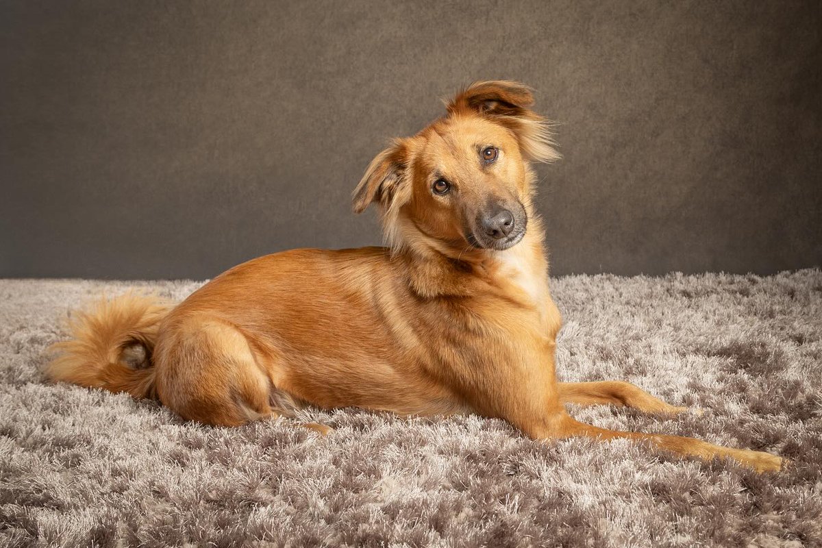 Animal SOS Sri Lanka tweet media