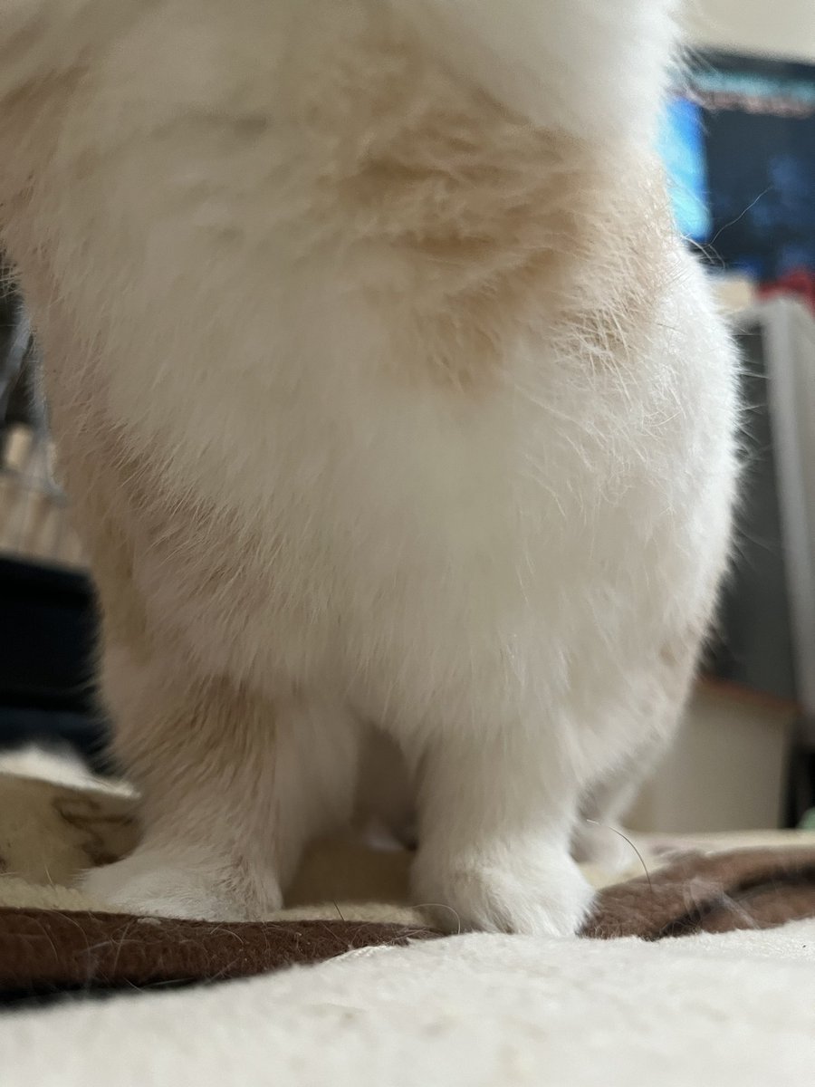 いくみ＠冬眠明け tweet media