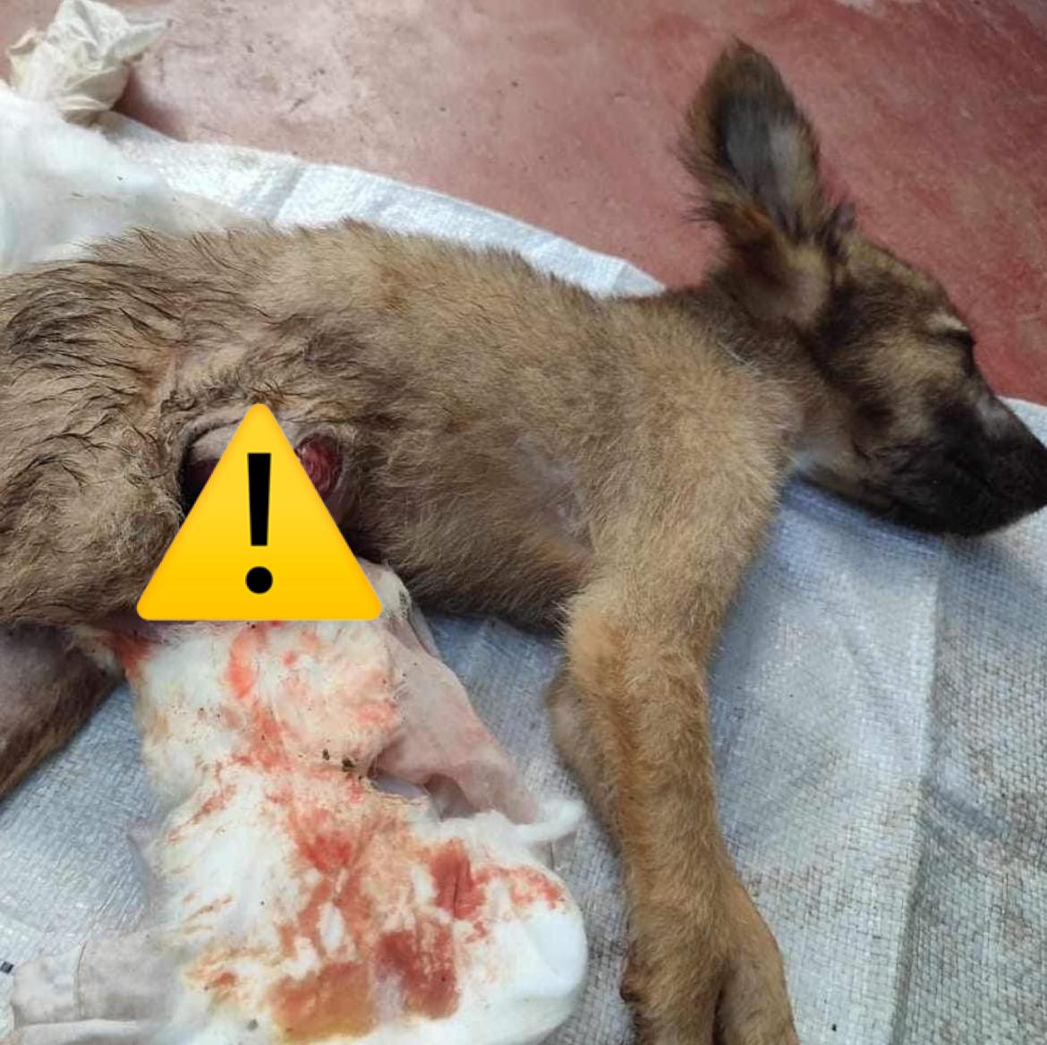 Animal SOS Sri Lanka tweet media