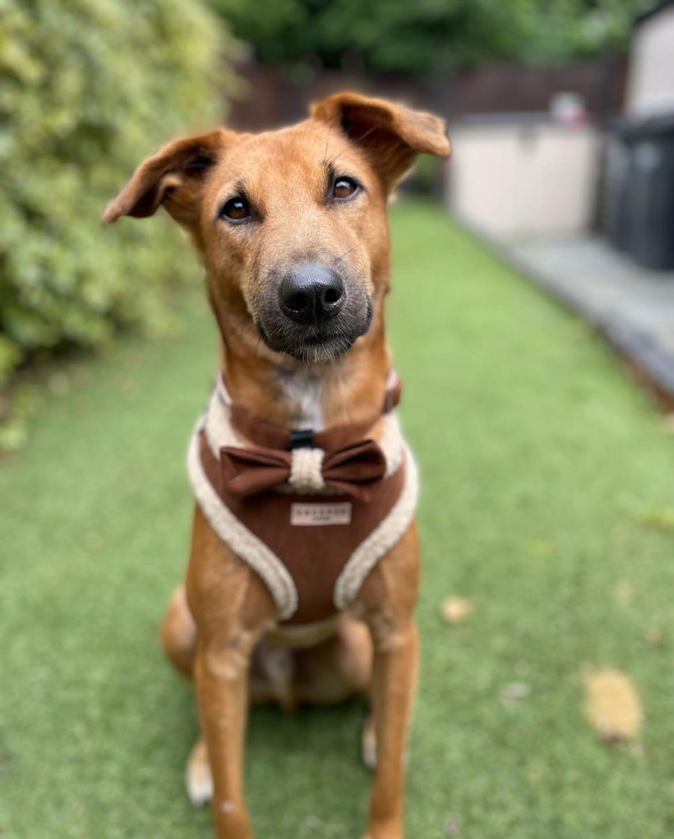 Animal SOS Sri Lanka tweet media