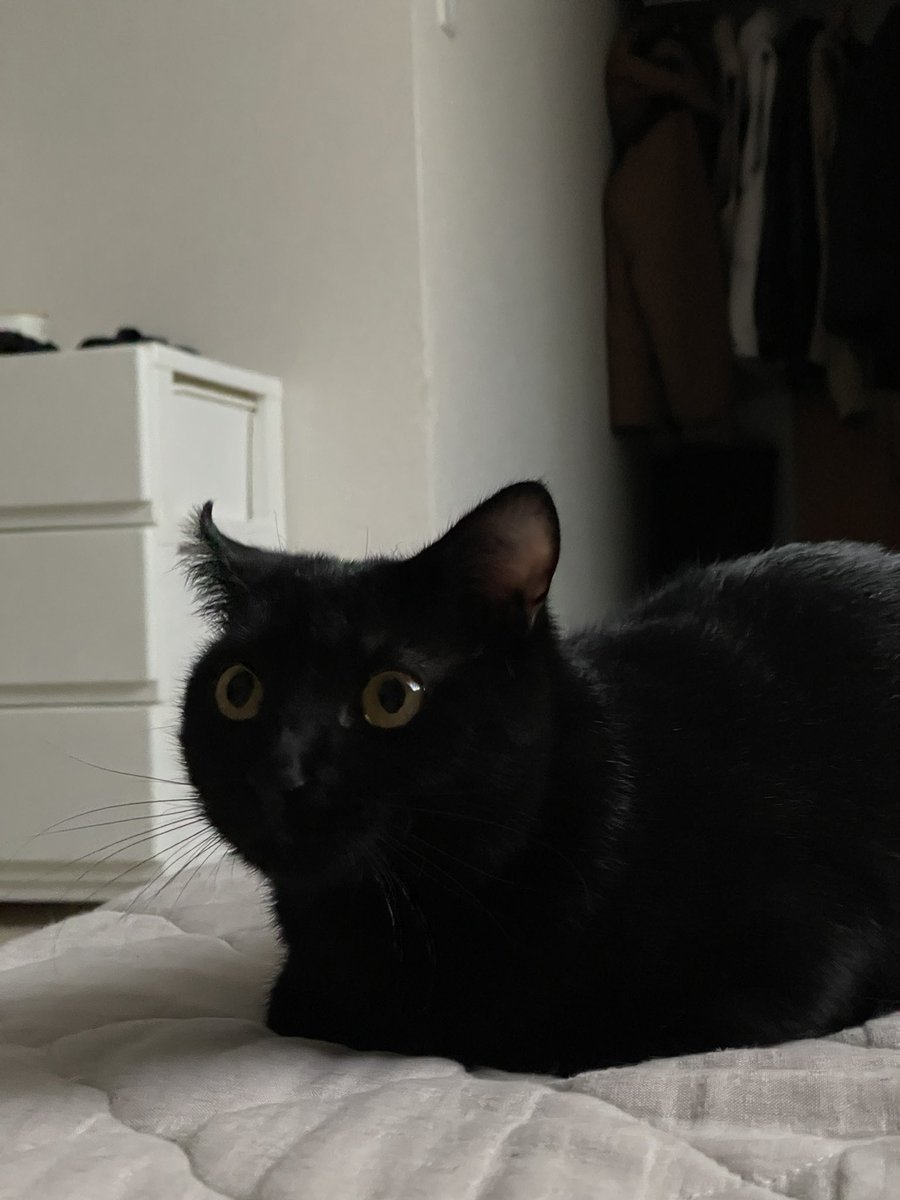 鯖の味噌煮。 tweet media