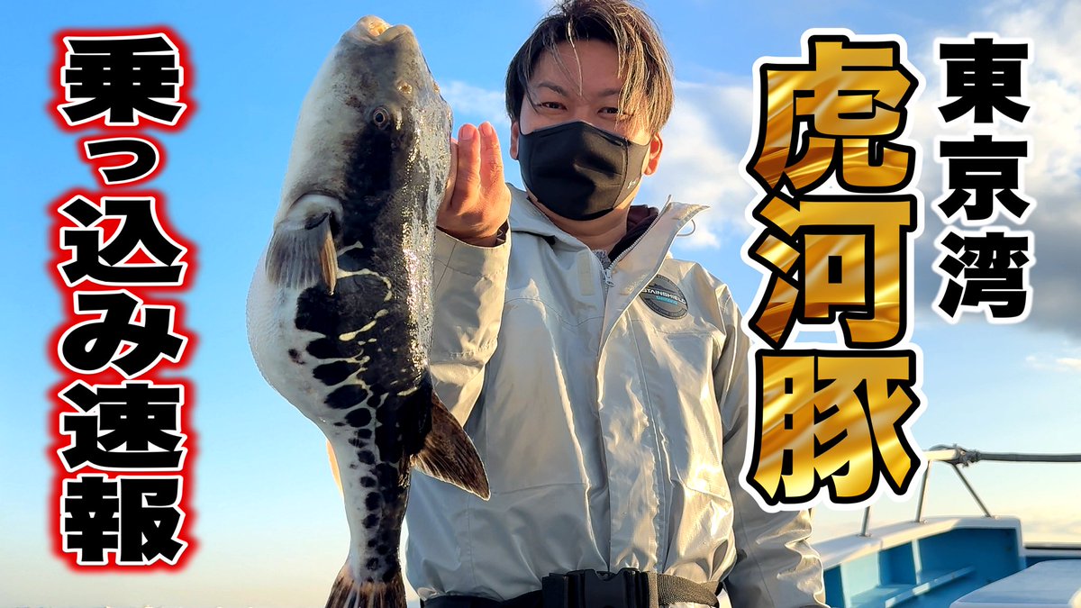 chick_japan's tweet photo. 【youtube動画アップ⤴️】
今年も来ました‼︎トラフグジャンボ宝くじ🎉いよいよ来たか?!X-DAY🎊
早朝、船中1匹目が上がるとそこからバタバタトラフグラッシュ‼︎もう来てるのか?!
行く���ら今だ‼︎東京湾の2026年乗っ込み激アツトラフグ釣行記をどうぞ最後までご覧ください♪
https://t.co/aGCigMQy0V https://t.co/JI2nLzYsbV