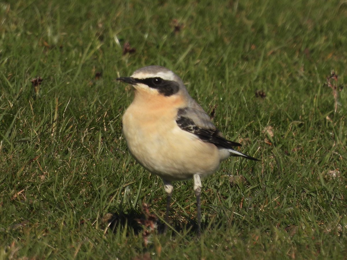 PaulDMasters's tweet photo. Brief views of a Ring Ouzel on Cleeve Common this morning in a two-hour search; also two male Wheatears, a Willow Warbler, a Swallow over, three Ravens and a Red Kite, plus Chiffchaff, Skylarks, Mipits and Yellowhammers #glosbirds https://t.co/bwATHFxgLo