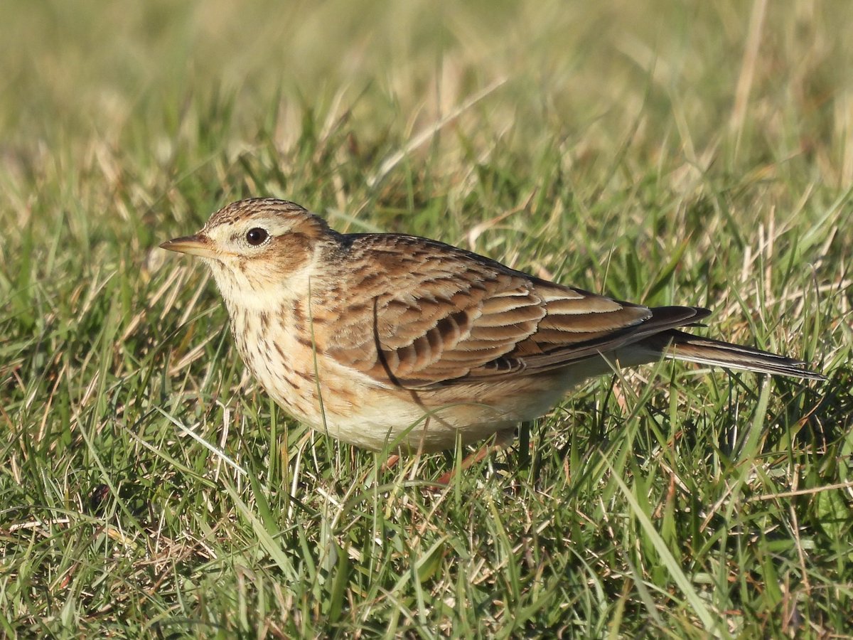 PaulDMasters's tweet photo. Brief views of a Ring Ouzel on Cleeve Common this morning in a two-hour search; also two male Wheatears, a Willow Warbler, a Swallow over, three Ravens and a Red Kite, plus Chiffchaff, Skylarks, Mipits and Yellowhammers #glosbirds https://t.co/bwATHFxgLo