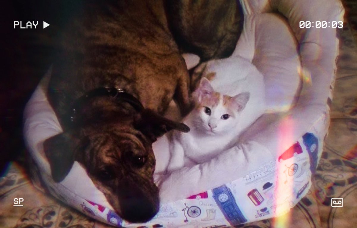 ユキ ☆ Yυυρσи tweet media