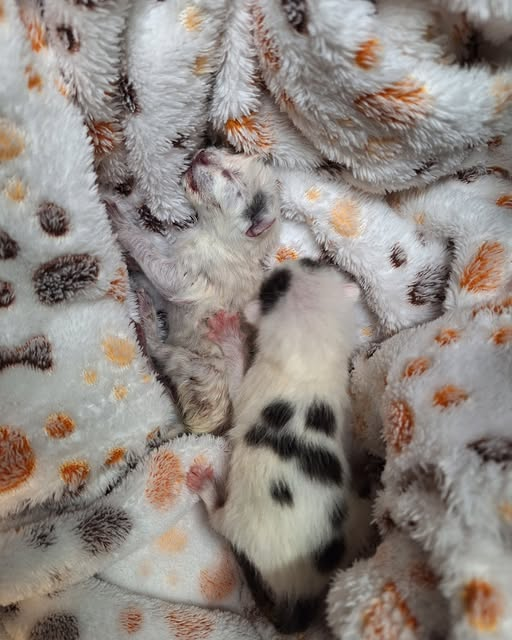 yolanda schultes tweet media