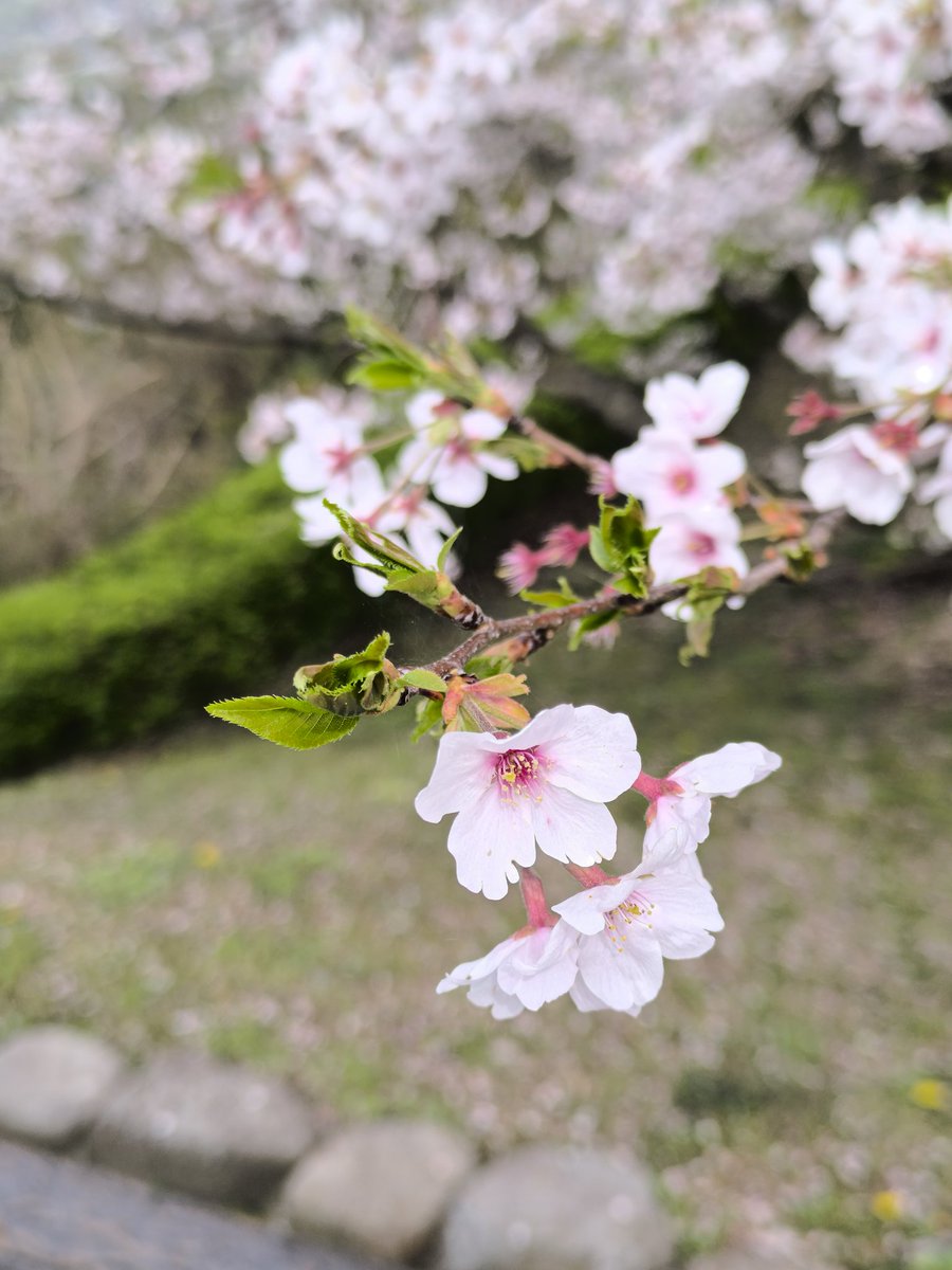 🌸🌸🌸🌸🌸🌸🌸🌸🌸🌸🌸🌸🌸🌸🌸🌸🌸🌸🌸🌸🌸🌸🌸🌸🌸🌸🌸🌸🌸🌸🌸🌸🌸🌸🌸🌸🌸🌸🌸🌸🌸🌸🌸🌸🌸🌸🌸🌸🌸🌸🌸🌸🌸🌸🌸🌸🌸🌸🌸🌸🌸🌸🌸🌸🌸🌸🌸🌸🌸🌸🌸🌸🌸🌸🌸🌸🌸🌸🌸🌸🌸🌸🌸🌸🌸🌸🌸🌸🌸🌸🌸🌸🌸🌸🌸🌸🌸🌸🌸🌸🌸🌸🌸🌸🌸🌸🌸🌸🌸🌸🌸🌸🌸🌸🌸🌸🌸🌸🌸🌸🌸🌸🌸🌸🌸🌸🌸🌸🌸🌸🌸🌸🌸🌸🌸🌸🌸🌸🌸🌸