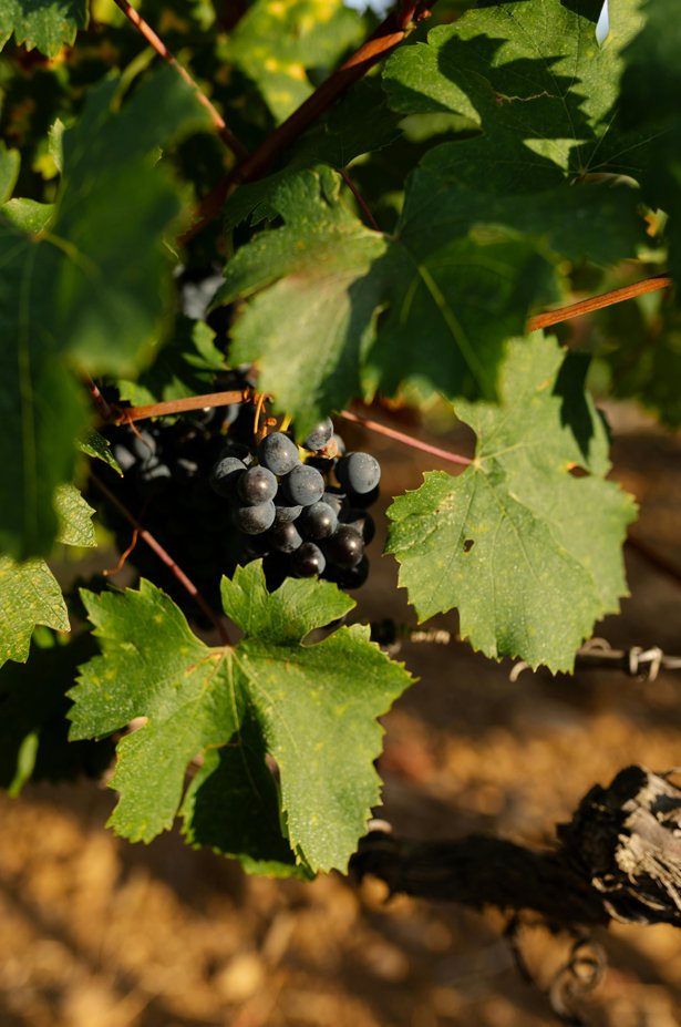 emprenderural's tweet photo. 🍇 ¿Pensando en modernizar tu viñedo?

Con esta Ayuda podrás: 

✔️ Mejora tu explotación
✔️ Adáptate al cambio climático
✔️ Apuesta por la sostenibilidad

Toda la info aquí 👉https://t.co/gRTRE1663d

📅 Hasta el 27 de abril!

#Viticultura #Subvenciones #CastillayLeón https://t.co/sjHUUPUOwb