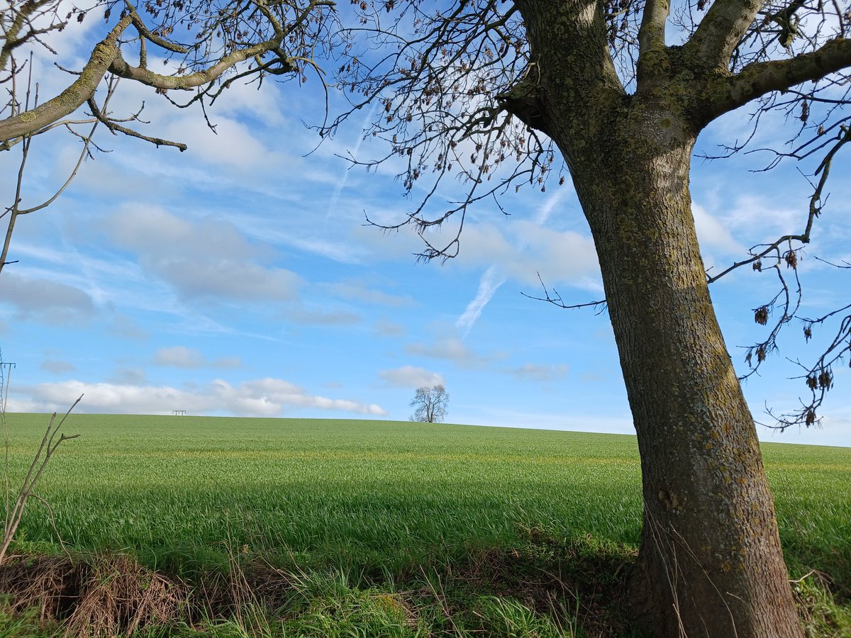 darton_k50435's tweet image. Good morning Adam and tree people ##thicktrunktuesday #views #tree