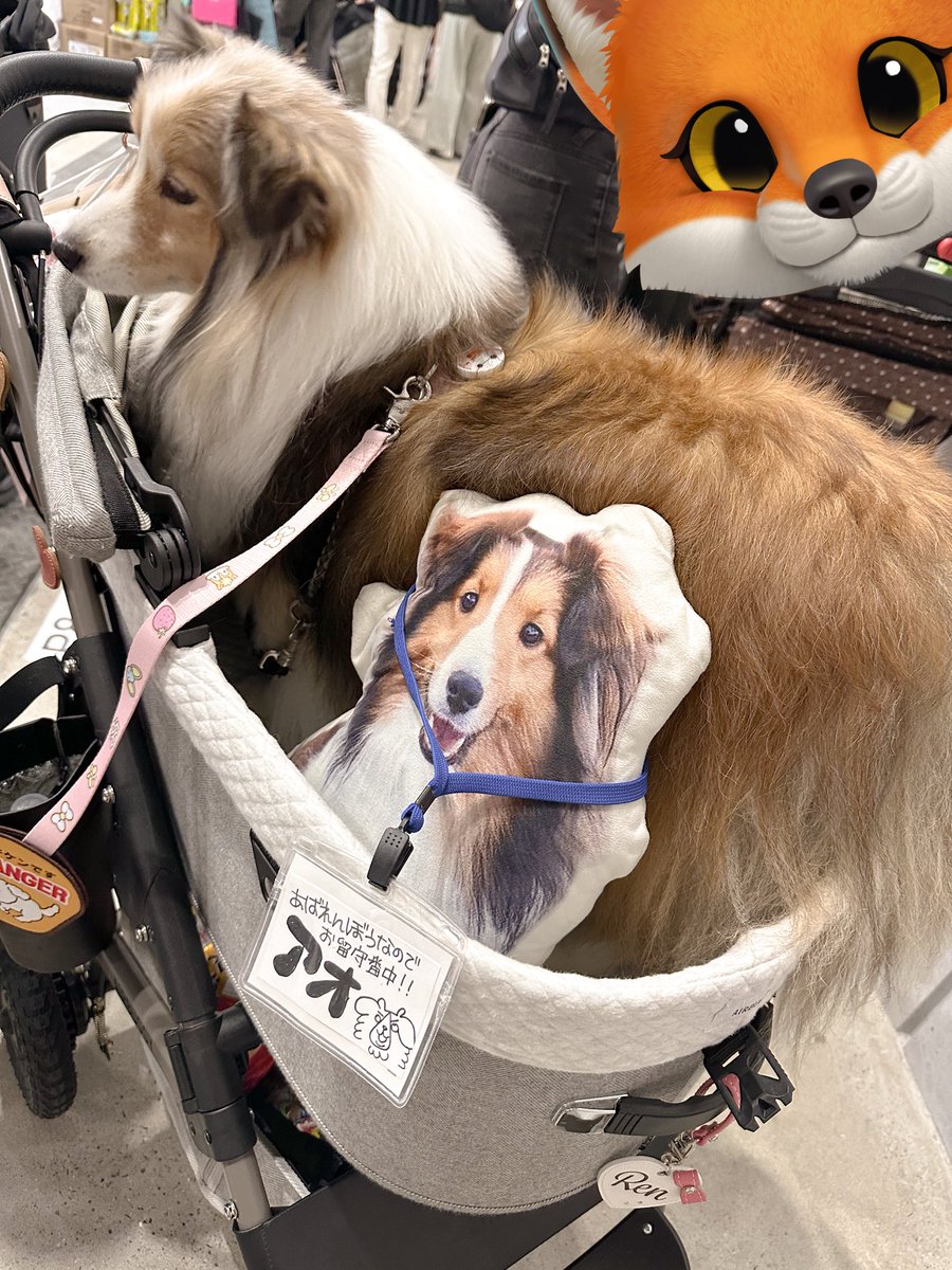 シェルティ　えるちゃん tweet media