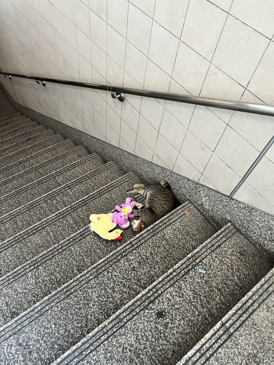 หม่ามี้น้องพริมโรส🌸 tweet media