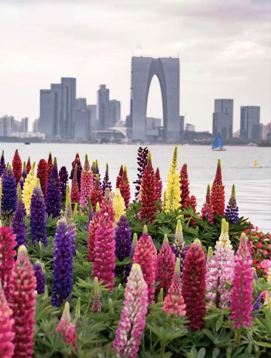 SIPnewscenter's tweet image. Soak up the beauty of spring at Peach Blossom Island on Jinji Lake🌸, cycle and camp around Yangcheng Lake🚲⛺, explore museums and local companies on study tours🏛 and enjoy lively markets and events at malls🛒🛍…

During the six-day #springbreak and #QingmingFestival holiday,