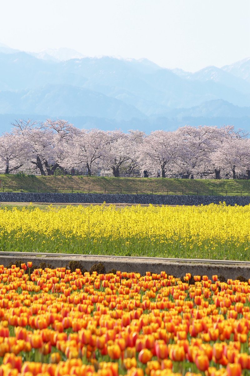kiyyopy's tweet photo. まるでおとぎ話のような奇跡が見られる富山の絶景、春の四重奏🌷🌼🌸🗻あさひ船川 https://t.co/A5X9oPnkZB