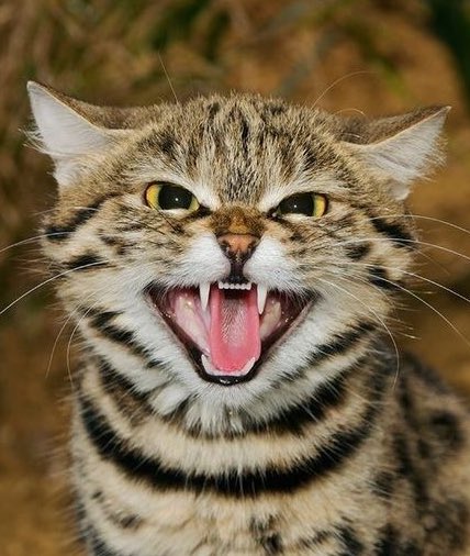 ⋆˙⟡♡bambi tweet media