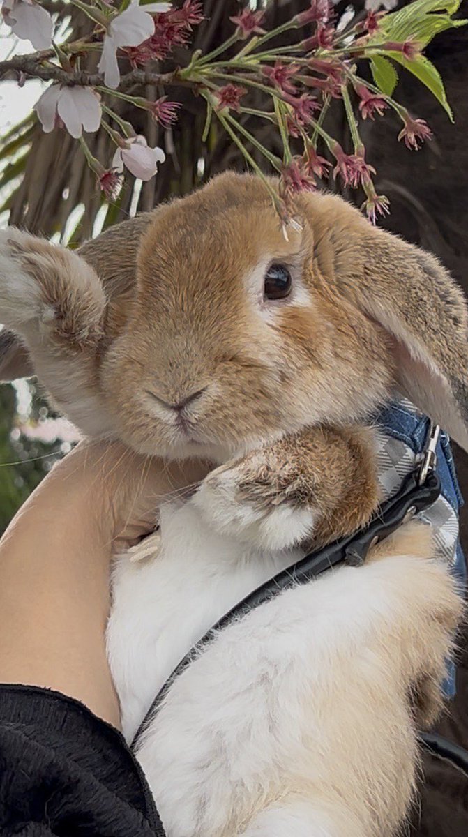 🐘🍜フミオッチ🐒 tweet media