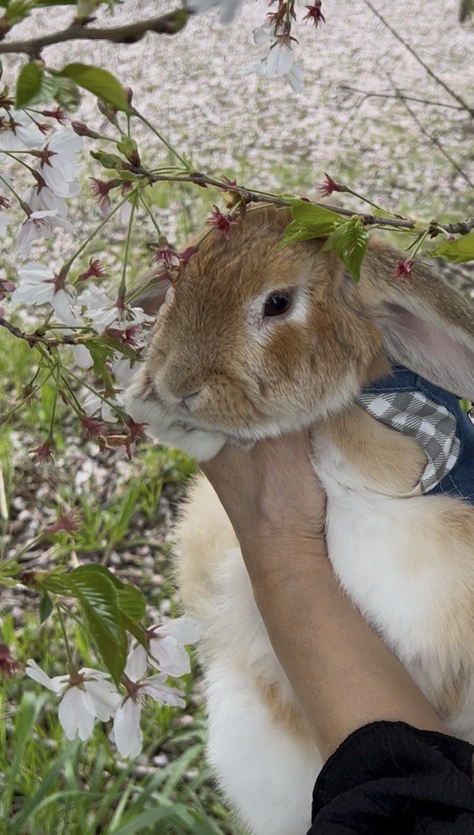 🐘🍜フミオッチ🐒 tweet media