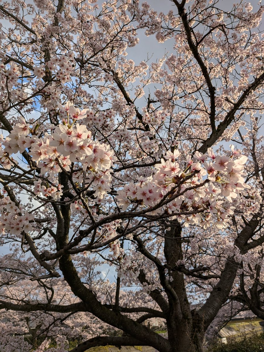 4Anakin4's tweet photo. 曇り空ですが桜が綺麗です🌸 https://t.co/pbJqHu7iV4