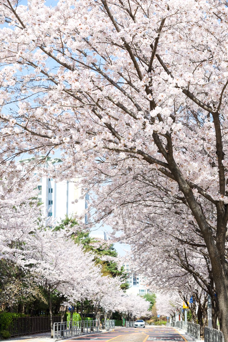 Rucky0429's tweet photo. 동네 벚꽃도 이번주가 마지막일것 같은~🌸 https://t.co/kWlBK5rmSM
