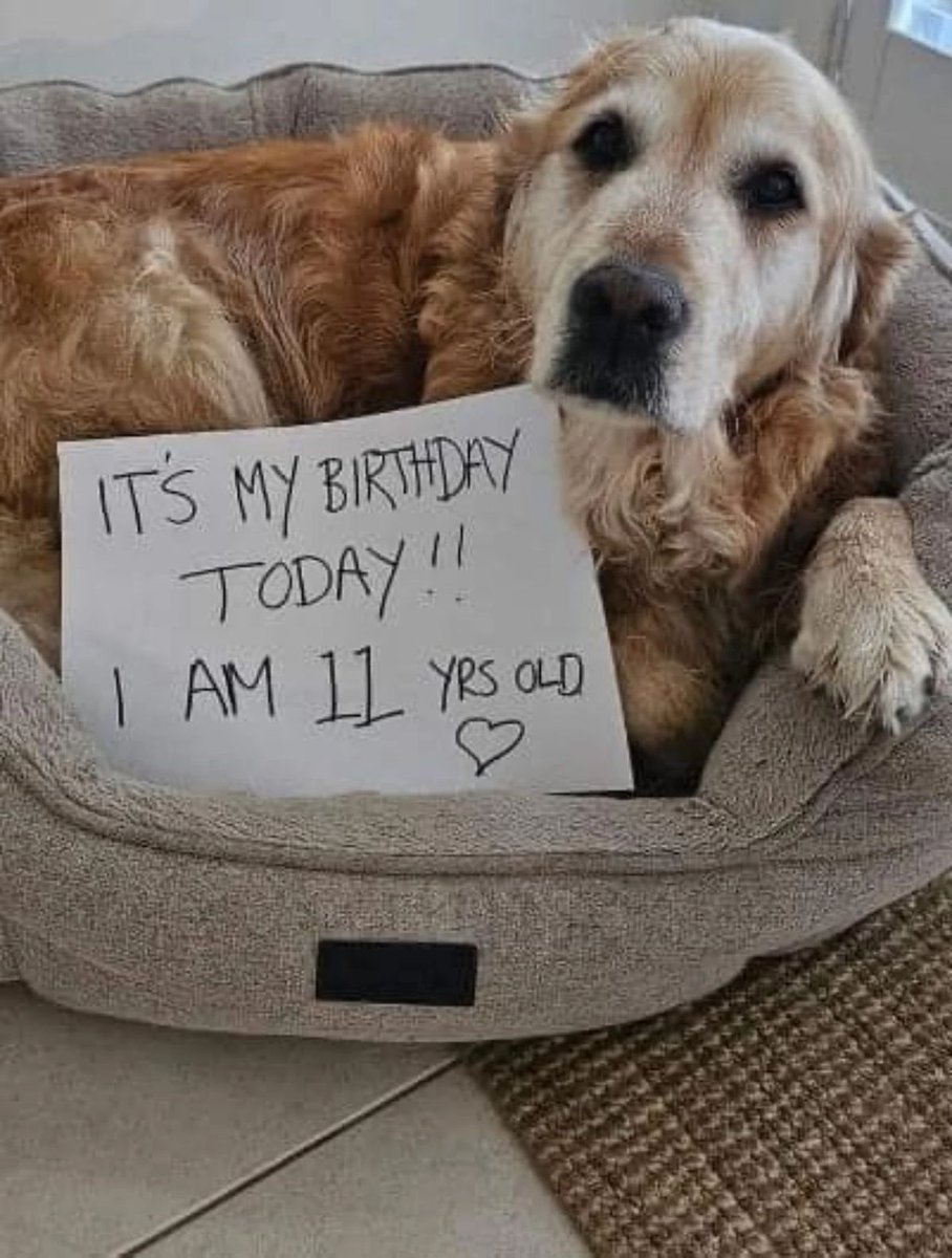 Dog Lovers tweet media