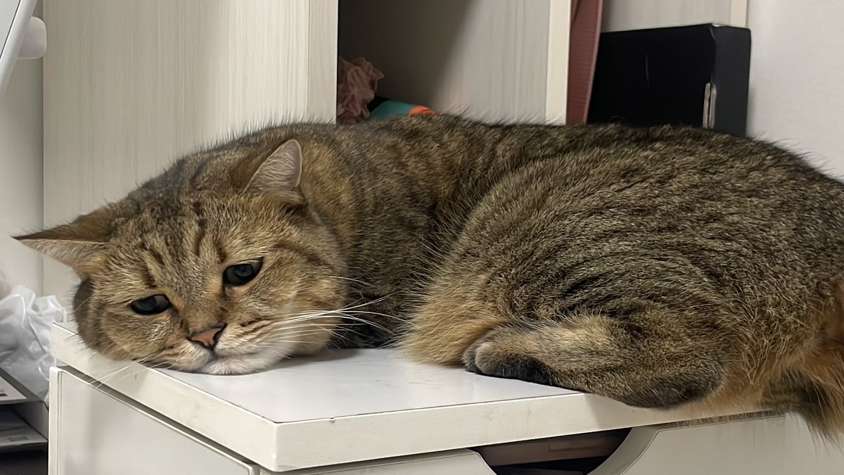 みにら日記-MiniraDiary- tweet media