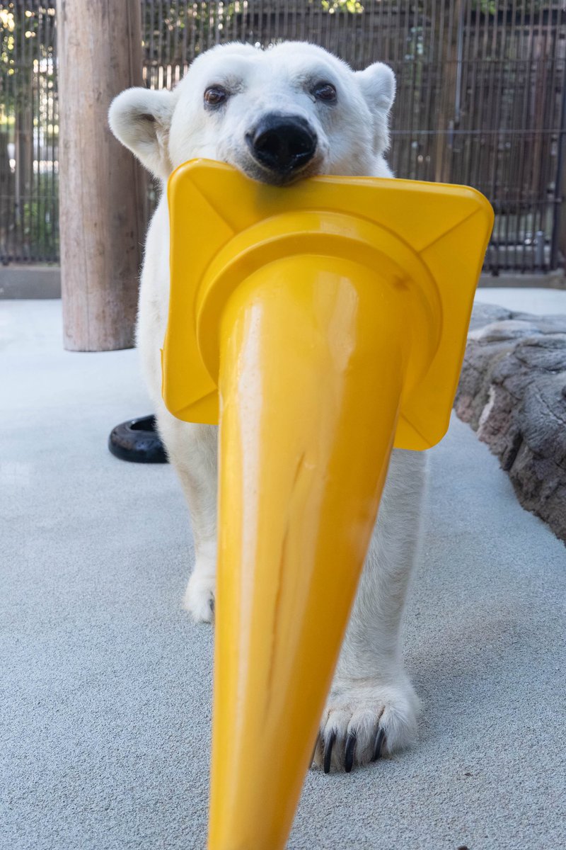 近いぃぃ

2025/11/22
#ピース #とべ動物園 #ホッキョクグマ
